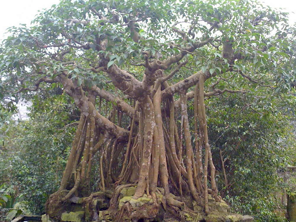 The massive ancient banyan tree located in the Upper Temple area